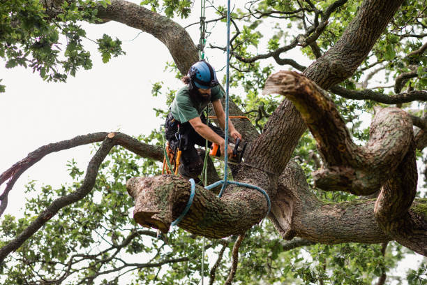 How Our Tree Care Process Works  in  North Riverside, IL