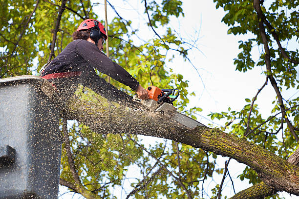 Professional Tree Services in North Riverside, IL